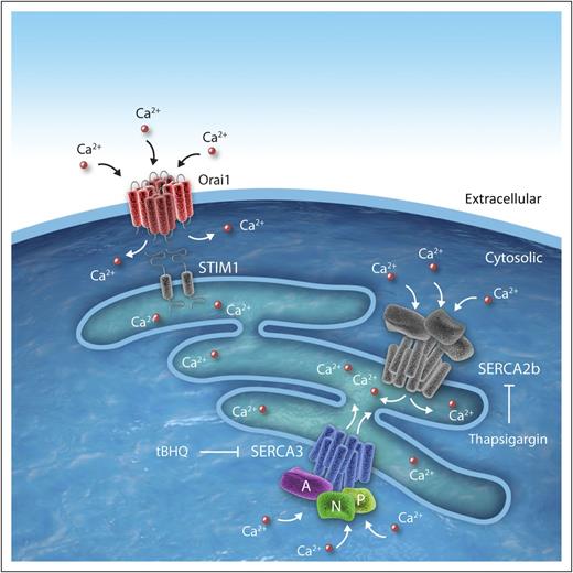 SERCA3 in platelets. SERCA3 is a multidomain calcium pump consisting of a transmembrane domains (blue), a phosphorylation domain (P, light green), a nucleotide-binding domain (N, green), and an actuator domain (A, purple). It functions as a calcium pump during SOCE in platelets. SOCE occurs when STIM1 detects depleted internal calcium stores (light blue) and stimulates entry of extracellular calcium into platelet cytosol via Orai1. SERCA3 and SERCA2b function to pump calcium into internal stores. tBHQ, 2,5-di-(tert-butyl)-1,4-benzohydroquinone. Professional illustration by Idoya Lahortiga, Somersault18:24.
