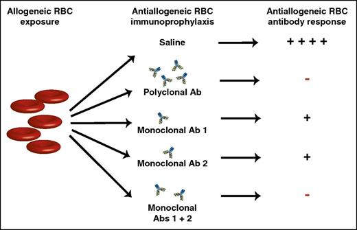 Allogeneic RBC exposure can induce alloantibodies capable of causing hemolytic transfusion reactions and hemolytic disease of the fetus and newborn. Injection of polyclonal anti-RhD antibodies can inhibit anti-RhD alloantibody formation, preventing many of the negative consequences of RhD alloimmunization. Although polyclonal anti-RhD antibodies form the basis of RhD immunoprophylaxis, previous studies have sought to identify monoclonal antibody alternatives that similarly inhibit RBC alloimmunization. Unfortunately, monoclonal anti-RBC antibodies often fail to completely prevent RBC alloantibody formation. However, by combining 2 monoclonal antibodies that target distinct alloantigen epitopes, a monoclonal antibody cocktail can be generated with the same ability to prevent RBC alloimmunization as polyclonal antibody preparations. Ab, antibody; +, antibody formation; −, no antibody formation.