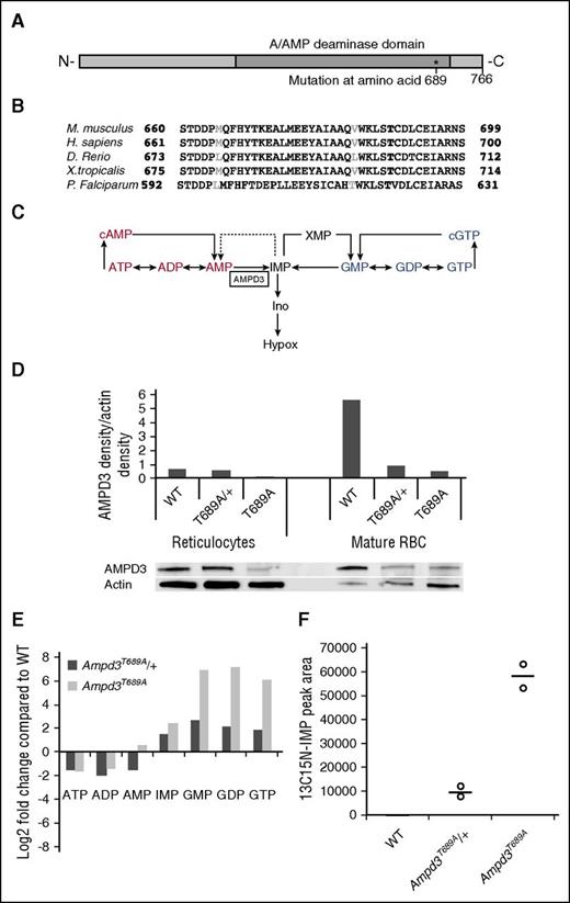 Figure 2. The MRI49372 phenotype is caused by a mutation in Ampd3. (A) Representation of the position of the mutation within the protein. (B) Sequence alignment showing conserved residues in AMPD3. Black letters represent residues conserved in 4/5 listed species. Bold “T” is the position of the Ampd3T689A mutation. (C) Simplified diagram of purine metabolism showing reaction catabolized by AMPD3. Dotted line indicates reaction that does not proceed in human RBCs. It is not known if this reaction proceeds in mouse RBCs. cAMP, cyclic AMP; cGTP, cyclic GTP; GDP, guanosine 5′-diphosphate; GMP, guanosine 5′-monophosphate; GTP, guanosine 5′-triphosphate; Hypox, hypoxanthine; Ino, inosine; XMP, xanthosine 5′-monophosphate. (D) Representative western blot of (magnetic-activated cell sorting) separated reticulocytes (CD71+) and mature RBCs (CD71−) showing AMPD3 for WT, Ampd3T689A/+, and Ampd3T689A, as well as actin loading control for the same blot. Graph shows AMPD3 band density relative to actin band density (E). Mean ± standard of the mean (SEM) fold change in purine concentration in mature RBCs (CD71−) for Ampd3T689A/+, and Ampd3T689A compared with WT. Data show average of technical replicates (n = 4) from pooled biological replicates (n = 6). (F) Accumulation of 13C/15N-labeled IMP in mature WT, Ampd3T689A/+, and Ampd3T689A RBCs (CD71−) incubated at 37°C for 2 hours with labeled AMP. Data points represent technical replicates from pooled biological replicates (n = 3); black bars indicate median.