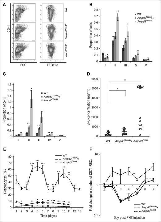 Figure 3. Ampd3T689A has elevated erythropoiesis. (A) Representative plots showing the flow cytometry gating strategy using CD44 and TER119 staining. Proportion of TER119+ erythroblast populations in the (B) bone marrow and (C) spleen, calculated relative to the number of TER119− cells, for WT, Ampd3T689A/+, and Ampd3T689A. I, RBCs; II, reticulocytes; III, polychromatic erythroblasts; IV, basophilic erythroblasts; V, proerythroblasts. (D) EPO concentration in the plasma of WT, Ampd3T689A/+, and Ampd3T689A. Black bars represent median. (E) Mean ± SEM percentage peripheral reticulocytes in WT (n = 4), Ampd3T689A/+, (n = 8), and Ampd3T689A (n = 5) mice over the course of 11 days. Values from Ampd3T689A have been adjusted so that the peaks of reticulocytosis align. (F) Fold change compared with day 0 in number of CD71− RBCs on day 1-7 after phenylhydrazine (PHZ) injection for WT (n = 5), Ampd3T689A/+ (n = 4), and Ampd3T689A (n = 4). Values are average ± SEM. *P < .05; **P < .01; ***P < .001. P values calculated using the Student t test.