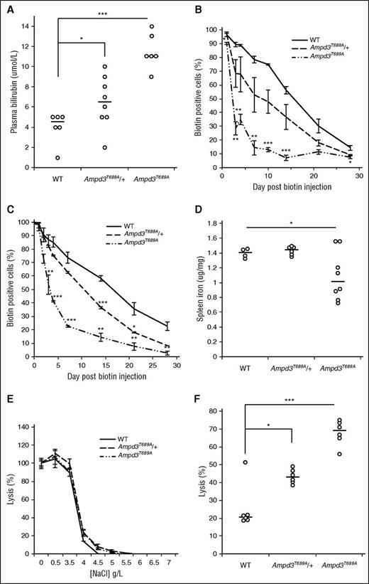 Figure 4. The Ampd3T689A mutation shortens erythrocyte lifespan. (A) Amount of bilirubin in the plasma of WT, Ampd3T689A/+ and Ampd3T689A mice. Black bars indicate median. (B) RBC half-life in WT, Ampd3T689A/+ and Ampd3T689A mice, as measured by loss of biotinylated cells from circulation. (C) RBC half-life in splenectomized WT, Ampd3T689A/+, and Ampd3T689A as measured by loss of biotinylated cells from circulation. (C) Amount of nonheme iron (in duplicate) in the spleen of WT (n = 2), Ampd3T689A/+ (n = 2), and Ampd3T689A (n = 4). Black bars indicate median. (D) Osmotic fragility of WT, Ampd3T689A/+, and Ampd3T689A (all genotypes n = 3). (F) Amount of lysis for WT, Ampd3T689A/+ and Ampd3T689A cells incubated in vitro at 37°C for 24 hours, measured by absorbance at 545 nm, and compared with 100% lysis. Values are mean ± SEM. *P < .05; ***P < .001. P values calculated using the Student t test.