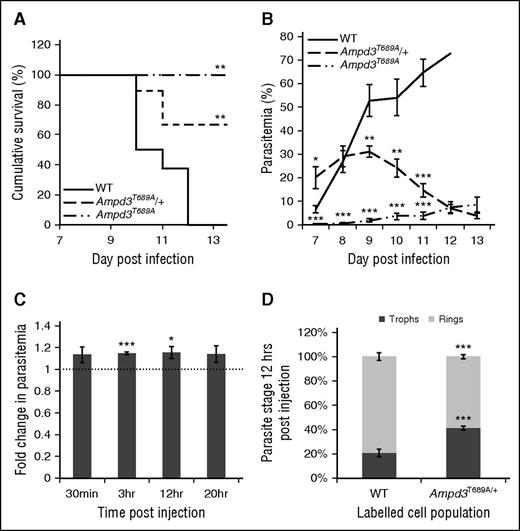 Figure 6. The Ampd3T689A mutation causes an altered response to malaria. Cumulative survival (A) and peripheral parasitemia (B) for female WT (n = 17), Ampd3T689A/+ (n = 11), and Ampd3T689A (n = 6) infected with P. chabaudi. (C) Mean ± SEM fold change in parasitemia compared with WT for Ampd3T689A/+ labeled RBCs. Dotted line indicates equal ratio of WT to mutant. (B) Mean ± SEM proportion of ring stage (thiazole orangelow, Hoechstlow), and trophozoite stage (thiazole orangehigh, Hoechsthigh) parasites within labeled WT and Ampd3T689A/+cells (n = 7). *P < .05; **P < .01; ***P < .001. P values calculated using the log-rank test (survival) or the Student t test.