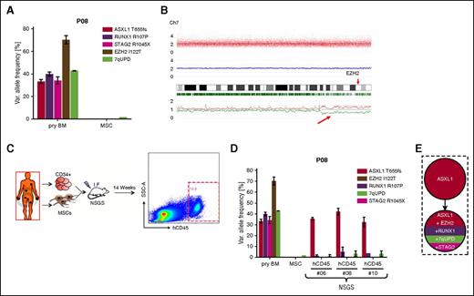 Figure 1. High-throughput genomic analysis using array- and sequencing-based methods. (A) For P08, EZH2 I122T appears to have the highest but unexpected VAF (>>50%), which can be explained by the presence of a telomeric copy number neutral UPD of chromosome 7q as identified by single nucleotide polymorphism (SNP)-array analysis (B). (C) Experimental setup of xenotransplantation for P08. After 14 weeks of long-term engraftment, human CD45+ (hCD45+) cells were FACS sorted for subsequent mutational analysis (exemplarily shown for NSGS mouse #6). (D) Three independent xenografts from P08 were subjected to quantitative profiling of mutations detected in primary BM and revealed exclusive expansion of an ancestral ASXL1-only mutated clone (see supplemental Figure 1D for mutational raw data). (E) Reconstructed mutational hierarchy for P08. Error bars indicate standard deviation (SD). I.F., intrafemoral; SSC-A, side scatter area.