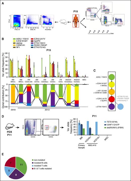Figure 2. Molecular dissection of mutational hierarchies using an integrative multisample screening approach. (A) Experimental setup and sorting strategies for dissection of mutational hierarchies for P15. (B) UDS-based profiling of somatic mutations for P15 in a BM sample obtained in 2010, various FACS-sorted subfractions from a BM sample from 2013, as well as xenografted erythroid progenitor cells revealed highly variable VAF patterns (top), representing differential oligoclonal contribution to these compartments (bottom). Cytogenetic lesions were quantified using microsatellite marker analysis. (C) Mutational hierarchy based on sequencing results in (B) showing the initial 5 steps of molecular evolution for P15. (D) Patient-derived xenotransplanted cells (PDX) from P11 showed the presence of an advanced MDS clone in hCD45+ cells resembling the patient’s primary BM but a TET2-only mutated early clone in engrafted hCD19+ cells. (E) Proportion of patients with detectable contribution of MDS-specific mutations to any lymphocytic compartment (primary or xenografted hCD19+ or hCD3+ cells), summarized in supplemental Table 2. Error bars indicate SD. FSC-A, forward scatter area; PI-A, propidium iodide area; PI neg, propidium iodide–negative.