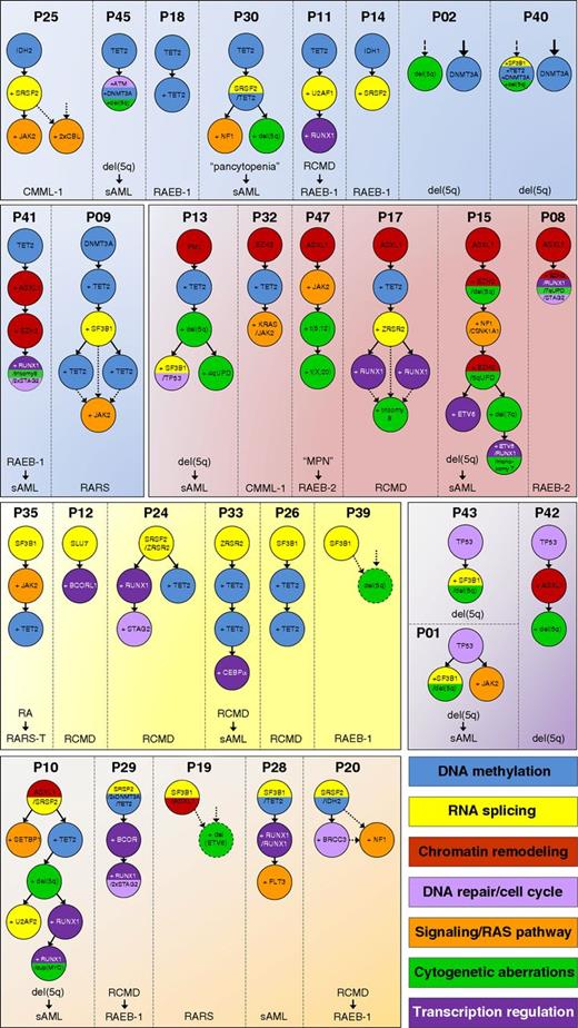 Figure 3. Reconstruction of mutational hierarchies in MDS reveals recurrent patterns of molecular evolution with distinct disease-initiating events. Individual mutational hierarchies for MDS patients (n = 30) show that candidate “founder” mutations are enriched in gene groups affecting DNA methylation (blue background), RNA splicing (yellow background), and chromatin remodeling (red background). A “founder” clone consisting of 2 mutated genes from these groups was detected in 5 patients (orange background). In addition, 3 cases with TP53 mutations as isolated “founder” lesion have been identified (lilac background). Each tree represents a single patient. Dashed lines indicate more than one possible (sub)clonal dependency. Below each tree, the earliest and latest known clinical disease status, as assessed using the WHO criteria, is indicated. For clinically nonprogressive cases, the single known disease status is depicted. Additional patients with resolved oligoclonal hierarchies are found in supplemental Figure 3. MPN, myeloproliferative neoplasm; RA, refractory anemia; RAEB-1, refractory anemia with excess blasts subtype 1; RARS, refractory anemia with ring sideroblasts; RARS-T, RARS with thrombocytopenia; RCMD, refractory cytopenia with multilineage dysplasia.