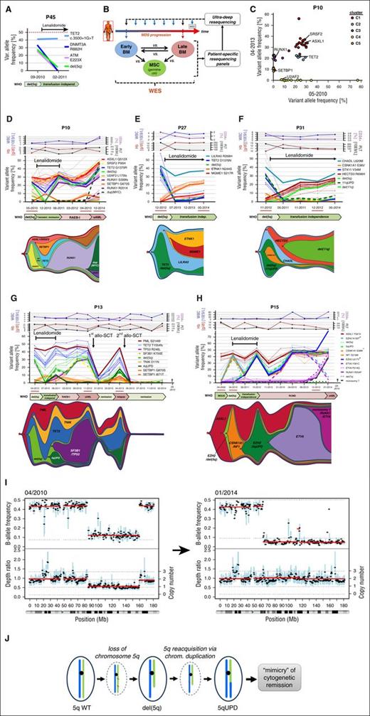 Figure 4. Branched evolution is a frequent route of clonal progression following treatment with LEN. (A) Mutational profiling of primary BM from P45 before and during LEN treatment reveals loss of subclonal lesions (DNMT3A/ATM/del(5q)) but stable maintenance of a mutation in TET2. (B) Schematic outline of an integrative NGS screening approach for unbiased evaluation of molecular disease evolution. (C) For 2 samples from P10 obtained before and after LEN treatment, validated mutations that have been requantified via UDS were bio-informatically separated into significant mutational subclusters with distinct MDS-specific driver lesions using the sciClone tool. (D-H) UDS-based profiling of somatically acquired mutations in P10 under LEN treatment and subsequent disease progression (D), and during long-term response under LEN therapy for P27 (E) and P31 (F) revealed complex branching evolution as illustrated in the graphical sketches. (G) Characterization of serial follow up BM aspirations from P13 during and after LEN treatment demonstrated linear acquisition of subclonal del(5q) and SF3B1 lesions during disease progression and emergence of an early PML/TET2-only “founder” clone after relapse from allo-SCT. (H) During 12 years of follow up, BM of P15 exhibited sequential acquisition of subclonal lesions including del(5q), which originated from an ASXL1-mutated “founder” clone that eventually gave rise to an independent branched subclone followed by clinical transformation into sAML and death of the patient. (Please note that loss of chromosome 7 carrying the EZH2 N130T-mutated allele results in decreasing VAF of this particular mutation and should not be mistaken with the disappearance of an early EZH2 N130T-mutated clone.) Mutations significantly associated with distinct clusters are equally colored. Depicted clinical parameters are WBC, Hb, PLT count, and proportion of CD34+ cells in BM quantified by FACS analysis. Samples that have been subjected to WES are underlined in red. Cytogenetic lesions throughout (D-H) were quantified via UDS-based SNP-skewing analysis. (I-J) Copy number and B-allele frequency profiling from WES data of P15 before (2010) and after (2014) LEN treatment (I), illustrates the transition of del(5q) into a copy number neutral UPD by duplication of the remaining nondeleted long arm of chromosome 5 (J). “+” indicates that mutational VAF was corrected for copy number bias. allo-SCT, allogeneic stem cell transplantation; chrom, chromosome; Hb, hemoglobin; LILRA5, leukocyte immunoglobulin-like receptor A5; PLT, platelet; vs, versus; WBC, white blood cell; WT, wild-type.