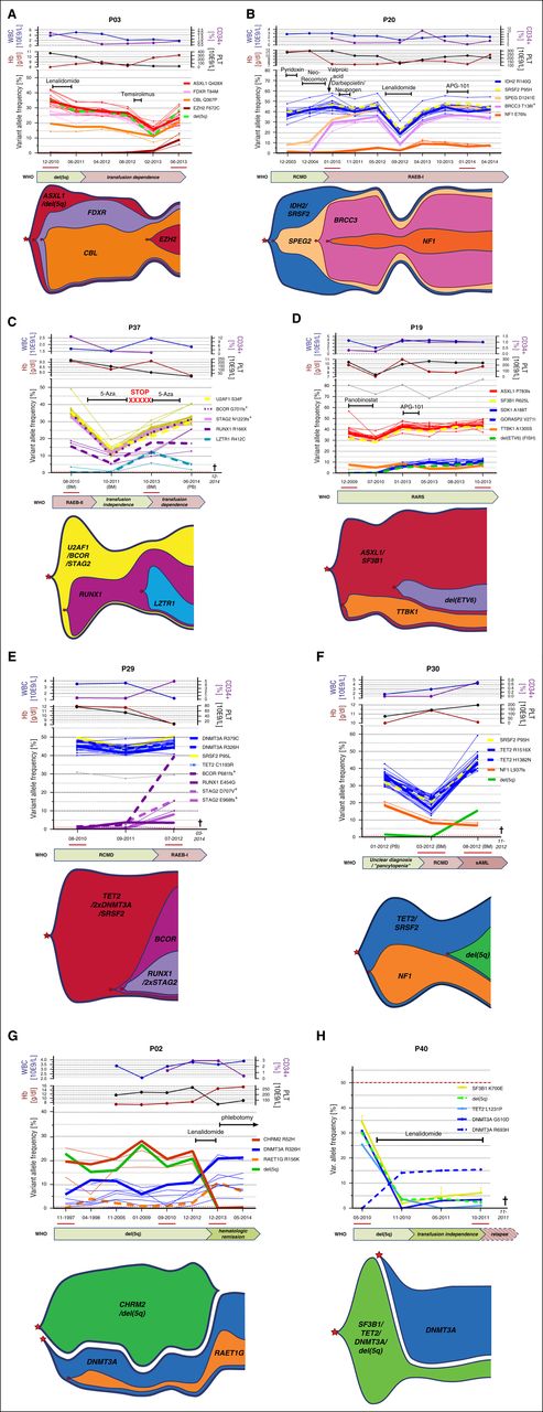 Figure 5. Changes in clonal composition in BM are reflected in clinical alterations and course of the disease. UDS-based VAF quantification of mutational evolution during clinical follow up: (A) For P03, LEN treatment induced hemotoxicity without a profound reduction in MDS clonal burden resulting in transfusion dependence after treatment discontinuation and outgrowth of a novel EZH2-mutated subclone shortly after temsirolimus therapy. (B) P20 acquires 3 distinct subclonal mutation clusters during a follow-up of 11 years, prior to treatment with LEN. This induces a massive molecular remission, accompanied by a hematotoxic reaction, which is reversed after withdrawal of LEN and followed by rapid reconstitution of the pretreatment clone. (C) P37 received 5-aza in a high-risk disease stage and achieved transfusion independence, which was accompanied by overall clonal reduction. However, upon treatment discontinuation, his MDS clone acquired a novel subclonal LZTR1 mutation coinciding with prolonged transfusion dependence. Reinitiating the 5-aza treatment resulted only in a minor molecular response of the new subclone and was quickly followed by the patient’s death. (D) P19 shows a stable disease with fully clonal BM and novel appearance of a branched del(ETV6) clone following treatment with panobinostat, which remains stable on a subclonal level. Without any specific treatment applied, a rapid, diverse subclonal expansion can be observed in P29 (E) and P30 (F) leading to disease progression and rapid death. Completely independent clones were found in P02 (G) and P40 (H). (G) P02 showed a highly stable coexistence of a CHRM2/del(5q) clone and a DNMT3A-mutated clone for 16 years. Upon LEN treatment, the CHRM2/del(5q) clone completely disappeared, whereas the DNMT3A-mutant clones immediately fully clonal expanded, which changed the clinical phenotype of the patient, currently receiving phlebotomy. (H) In P40, a SF3B1/TET2/DNMT3A/del(5q) clone was likewise completely outcompeted by an independent DNMT3A-mutant clone after LEN treatment, ultimately resulting in a fatal outcome. Cytogenetic lesions throughout (A-H) were quantified via UDS-based SNP-skewing analysis unless stated otherwise. “+” indicates that mutational VAF was corrected for copy number bias.