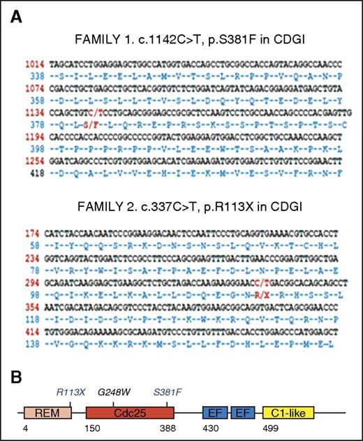 Figure 2. Localization of the novel c.1142C>T (p.S381F) and c.337C>T (p.R113X) mutations within the RASGRP2 sequence and the encoded protein CalDAG-GEFI. DNA from index cases was analyzed by NGS or WES, and novel mutations in RASGRP2 were identified. (A) Localization of the novel c.1142C>T (p.S381F; family 1) and c.337C>T (p.R113X; family 2) mutations within the RASGRP2 sequence. (B) Schematic representation for CalDAG-GEFI showing the different domains: Ras exchange motif (REM), catalytic domain (Cdc25), calcium-binding EF hands (EF), and C1-like domain (unknown function). The positions of the recently reported G248W mutation5 and the novel p.R113X and p.S381F mutations within the REM and Cdc25 domains are shown. CDGI, CalDAG-GEFI.