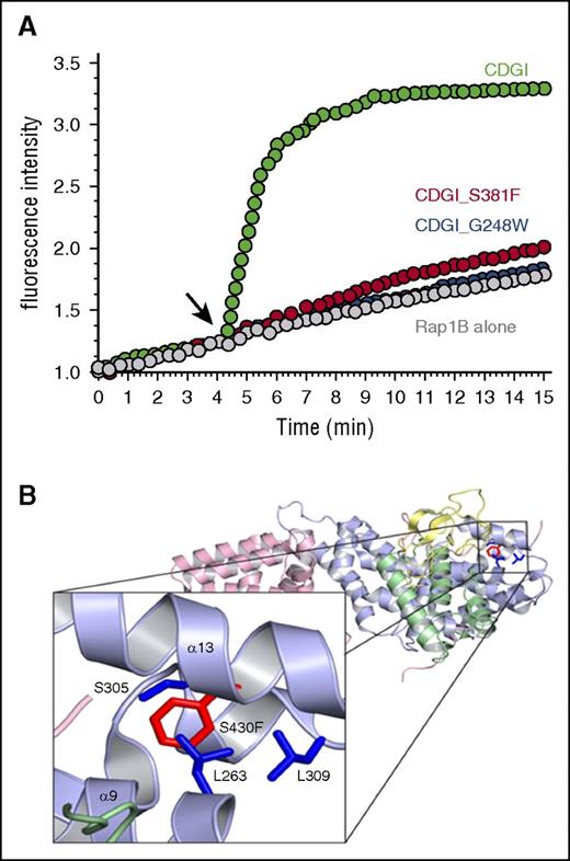 Figure 5. The S381F substitution alters CalDAG-GEFI structure and markedly impairs its nucleotide exchange activity. (A) Bodipy fluorescence-based assay to monitor nucleotide exchange on purified Rap1B. Black arrow indicates where wild-type (green) or S381F (red) or G248W (blue) CalDAG-GEFI was added. The increase in fluorescence intensity, a measure of nucleotide exchange, over time is shown. (B) A structural model of the S381F substitution using the mutagenesis feature in pymol. This model was built on the basis of the crystal structure of CalDAG-GEFII18 and represents phenylalanine substituted for serine at position 430, the homologous position of serine 381 of CalDAG-GEFI. On the basis of this model, there are 3 residues that clash with the phenylalanine substitution at S430: leucine 263, serine 305, and leucine 309.