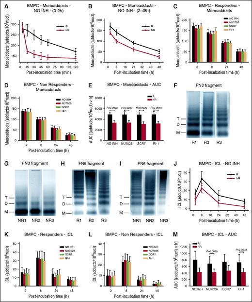 Figure 3. Kinetics of monoadducts and ICLs repair and chromatin condensation in BMPCs. (A) The kinetics of monoadducts repair 0 to 2 hours (A) and 2 to 48 hours (B) after treatment with melphalan alone. R, responders; NR, nonresponders; NO INH, no inhibitor. The kinetics of monoadducts repair 2 to 48 hours after treatment of BMPCs from responders (C) or nonresponders (D) with melphalan alone or in combination with an inhibitor. (E) Total amounts of monoadducts, expressed as AUC, after treatment with melphalan in the presence or not of an inhibitor. Representative autoradiograms showing chromatin condensation of 3 untreated responders (R1, R2, R3) and 3 nonresponders (NR1, NR2, NR3) in the FN3 (F-G) and FN6 (H-I) fragments of the N-ras gene locus. Symbols M, D, and T represent the positions of nucleosome monomer, dimer, and trimer, respectively. (J) Kinetics of ICL formation and repair after treatment with melphalan alone. Formation and repair of ICLs 2 to 48 hours after treatment of BMPCs from responders (K) or nonresponders (L) with melphalan in combination or not with an inhibitor. (M) Total amounts of ICLs, expressed as AUC, after treatment with melphalan in the presence or not of an inhibitor. The experiments shown were based on a minimum of 3 independent repeats and the data reported are the mean ± SD of all the patients analyzed. Bar graph and error bars show mean ± SD.