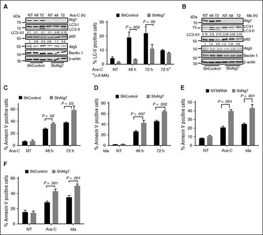 Figure 2. Atg7 knockdown enhances chemosensitivity in AML cells. (A) Atg7 knockdown (ShAtg7) or nonsilencing scrambled control (ShControl) OCI-AML3 AML cells were treated with Ara-C (2 μM) or (B) Ida (5 ng/mL) for different time intervals, and total lysates were immunoblotted to detect autophagy. Duplicate samples were stained with autophagy marker LC3-II to quantify autophagy using flow-based assay (A right panel). Similarly, apoptosis was measured using annexin V binding after treatment with (C) Ara-C (2 μM) and (D) Ida (5 ng/mL) for different time intervals, respectively. AML patient samples were either transfected or transduced with siRNA (E) or shRNA (F) targeting Atg7 for 48 hours, and then cells were further treated with Ara-C (2 μM) and Ida (5 ng/mL) for 72 hours. The apoptosis was measured using flow cytometry (annexin binding). Lysates were immunoblotted with Atg7 antibody to confirm knockdown of Atg7 (data not shown). The statistical significance of percent apoptosis in ShAtg7 compared with ShControl was calculated by the Student t test.