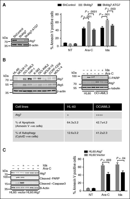 Figure 3. Atg7 expression is correlated with associated chemoresistance in AML cells. (A) ShControl, stable Atg7 knockdown, and stable Atg7 knockdown transiently overexpressing Atg7 cells were treated with Ara-C (2 μM) and Ida (5 ng/mL) for 72 hours. The flow cytometry was used to measure apoptosis. Whole cell lysate was subjected to immunoblotting for Atg7 (box). β-Actin was used as loading control. (B) Whole cell lysates of AML cell lines (THP1, OCI-AML2 and 3, HL-60, MOLT-4, MOLM 13 and 16) separated on SDS gel electrophoresis and immunoblotted with Atg7 (left panel). HL60 and OCI-AML3 cells were treated with Ara-C (2 μM) and Ida (5 ng/mL) for indicated time periods. The whole cell lysates were immunoblotted with cleaved PARP and cleaved caspase-3 (right panel). Tubulin was used as loading control. Apoptosis was measured using flow cytometry, and autophagy was measured by CytoID kit (bottom table). (C) Ectopic Atg7-expressed HL60 cells were treated with Ara-C (2 μM) and Ida (5 ng/mL) for 48 hours. Lysates were immunoblotted with Atg7, cleaved caspase-3, and cleaved PARP-specific antibody (left panel). β-Actin was used as the loading control. The apoptosis (right panel) was measured using flow cytometry. The statistical significance between the 2 compare groups was calculated by a standard Student t test.