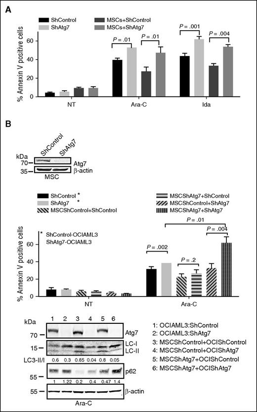 Figure 4. Atg7 knockdown abrogates marrow/stroma-induced chemoprotection and enhances susceptibility to chemotherapeutic stress. OCI-AML3 cells (ShControl or ShAtg7) were cultured with (A) monolayer of normal bone marrow–derived stromal cells or (B) stromal cells (ShControl or ShAtg7) and treated with Ara-C (2 μM) and Ida (5 ng/mL) for 72 hours, and apoptosis was assessed by annexin V binding (flow cytometry). Lysates were immunoblotted to Atg7 and β-actin to confirm knockdown of Atg7 and loading control, respectively (box). Duplicate whole cell lysates were separated on SDS-polyacrylamide gel electrophoresis and probed with LC3 and p62. β-Actin was used as loading control (bottom panel).