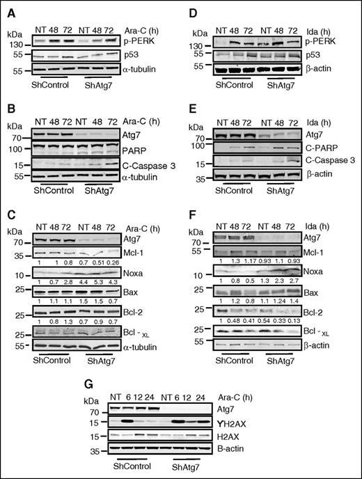 Figure 5. Examination of changes in Bcl-2 family proteins and ER stress response proteins after treatment with Ara-C and Ida. Atg7 knockdown cells (ShAtg7) or nonsilencing scrambled control (ShControl) OCI-AML3 AML cell lines were treated with Ara-C (2 μM) or Ida (5 ng/mL) for indicated time intervals, and total lysates were immunoblotted to detect biochemical markers of ER stress (A and D), regulation of apoptosis (B and E), and alteration of Bcl-2 family proteins (C and F). Similarly, immunoblotting detected DNA damage (G) in indicated time intervals in response to Ara-C and Ida. β-Actin was used as a loading control.
