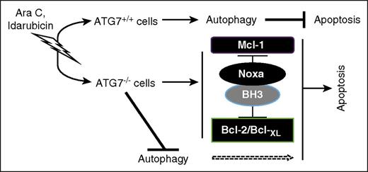 Figure 7. Model of Atg7-mediated AML chemoresistance. Chemotherapy exerts ER stress/genotoxic stress, and cell fate depends on the type of cells. If they are Atg7+/+ cells, stress might be mitigated with autophagy to inhibit apoptosis. However, if they are Atg7−/− cells, stress will lead to an increase in Noxa and a decrease in its counterpart Mcl-1, resetting apoptosis regulation at the mitochondrial outer membrane to induce the mitochondrial-mediated pathway of cell death.