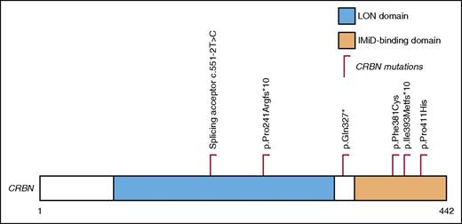 Figure 2. Localization of mutations within the CRBN gene. CRBN mutations were found in 6 patients. All mutations found in our cohort occurred at critical sites, and they had the potential to impact CRBN-IMiD interactions by truncating, affecting splicing, or being located within the IMiD-binding site of CRBN. Each mutation is described at the corresponding site of the CRBN protein. CRBN, cereblon; LON, long undivided filaments upon ultraviolet irradiation (homo-oligomeric ATP-dependent protease domain).