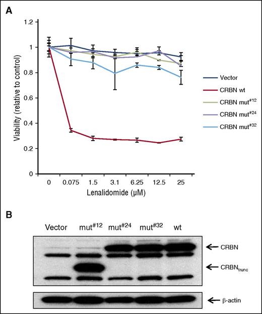 Figure 4. CRBN mutations identified in our cohort confer lenalidomide resistance in OCI-MY5 cells. OCI-MY5 cells are resistant to IMiD treatment because of low CRBN expression levels. IMiD sensitivity can be restored by CRBN wt overexpression. (A) All 3 CRBN mutants failed to resensitize the cell line; thus, the mutations conferred IMiD resistance. (B) Protein expression by western blot.