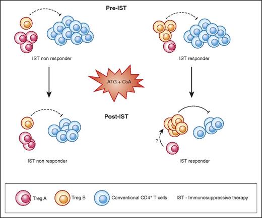 Figure 7. Graphical abstract. AA patients with higher number of Treg B cells before IST are more likely to respond to therapy. Following response to IST, responder patients have a higher number of Treg B cells compared with nonresponders. Treg B cells are enriched with cell-cycle–related proteins and are more likely to enter the cell cycle compared with Treg A subpopulations. In vitro expanded Tregs are also phenotypically closer to Treg B than Treg A. Tconv, conventional CD4+ T cells.