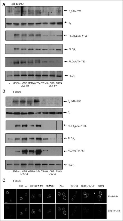 Figure 4. Treatment of Jβ2.7/LFA-1 cells or T blasts with activating or blocking antibodies results in phosphorylation of β2, PLCβ3, and PLCγ1. Jβ2.7/LFA-1 cells (A) or T blasts (B) were treated with SDF1-α, antibodies or left untreated. Cells were lysed and analyzed by western blotting, with the specific antibodies indicated to the right. (C) T blasts were allowed to settle on poly-l-lysine, were treated with SDF-1α, the indicated antibodies, or left untreated. Cells were fixed and stained with phalloidin or the β2/pThr-758 antiserum. Scale bar represents 10 μM.