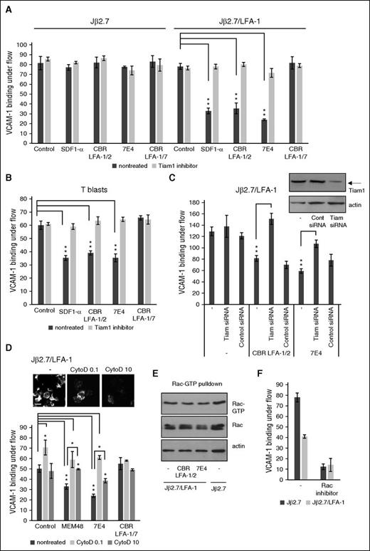 Figure 5. Inhibitory signaling from LFA-1 to α4β1 in Jβ2.7/LFA-1 cells or T blasts requires Tiam1 and an intact cytoskeleton. (A) Jβ2.7 or Jβ2.7/LFA-1 cells or (B) T blasts were treated with SDF1-α, the LFA-1 activating (CBR LFA-1/2), blocking (7E4), or neutral (CBR LFA-1/7) antibodies with or without a Tiam1 inhibitor. (C) Jβ2.7/LFA-1 cells transfected with Tiam1 siRNA or control siRNA and treated with activating (CBR LFA-1/2) or blocking (7E4) antibodies. (D) Jβ2.7/LFA-1 cells were treated with cytochalasin D (0.1 or 10 μg/mL) and LFA-1 activating (MEM48), blocking (7E4), or neutral (CBR LFA-1/7) antibodies. Adhesion to VCAM-1 under flow was quantified from 6 screens in triplicate. Amounts of bound cells and standard deviations are shown. Phalloidin staining of F-actin of Jβ2.7/LFA cells treated with 0.1 or 10 μg/mL cytochalasin D. Scale bar represents 10 μM. (E) Jβ2.7 or Jβ2.7/LFA-1 cells treated with LFA-1 activating antibody (CBR LFA-1/2) or blocking antibody (7E4) were lysed and Rac-GTP pulled down from lysates. Immunoblot shows Rac-GTP from pulldown and total Rac or actin from cell lysates. (F) Jβ2.7 or Jβ2.7/LFA-1 cells were incubated with the Rac inhibitor or left untreated and with the LFA-1 activating antibody (CBR LFA-1/2), and cells adhering to VCAM-1 under flow quantified as earlier. *P < .05; **P < .01.