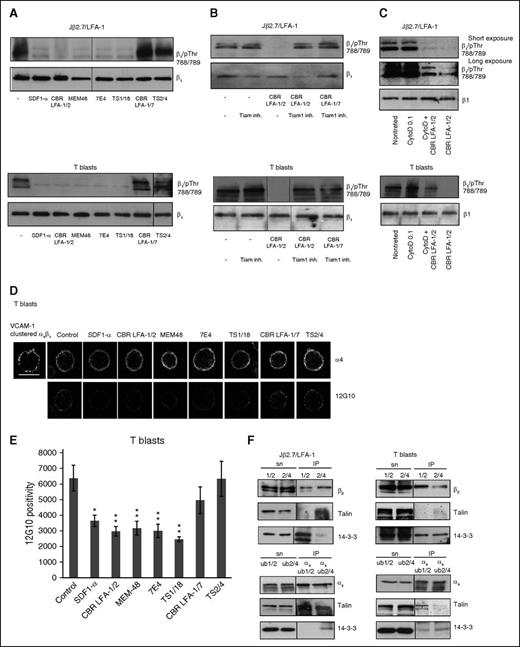 Figure 6. Antibody treatment of LFA-1 on Jβ2.7 cells or T blasts leads to changes in integrin β1-phosphorylation, activation epitope, and protein complexes. (A) Jβ2.7/LFA-1 cells or T blasts were treated with SDF1-α or antibodies to LFA-1. Cells were lysed and analyzed by western blotting for β1/pThr-788/789 or β1. (B) Cells were preincubated with Tiam1 inhibitor or (C) cytochalasin D (0.1 μg/mL) (C) and LFA-1 antibodies CBR LFA-1/2 or CBR LFA-1/7, and lysates analyzed as earlier. (D) T blasts were treated as earlier, allowed to adhere on poly-l-lysine, and fixed before immunofluorescence staining with an α4 antibody or the antibody for activated integrin β1 (12G10-488). α4β1 clustered by soluble VCAM-1 and VCAM-1 antibody. (E) Positive pixels from 50 cells stained with 12G10-488 were quantified using ImageJ. Standard deviations shown and statistical significance compared with control. *P < .05; **P < .01. Scale bar represents 10 μM. (F) Jβ2.7/LFA-1 cells or T blasts were lysed, immunoprecipitated with the activating CBR LFA-1/2 (1/2) or neutral TS2/4 (2/4) antibody, and immunoblotted for β2, talin or 14-3-3. The unbound fraction of the CBR LFA-1/2 (ub1/2) and TS2/4 (ub2/4) precipitates were further immunoprecipitated with α4 antibody and immunoblotted for α4, talin, and 14-3-3.