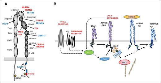 Figure 7. Schematic figure of LFA-1-specific antibody binding sites and the cross-talk from LFA-1 to α4β1. (A) A schematic picture of LFA-1 αL and β2-chains, with the binding sites of the antibodies used. Antibodies in red induce the inhibitory signal to α4β1; antibodies in blue do not affect α4β1 activity. Binding site for talin and 14-3-3 indicated on the β2 chain. (B) Activation from the T-cell receptor, through chemokines or by LFA-1 antibodies, results in PLC and PKC activation and phosphorylation of Thr-758 in β2, followed by binding of 14-3-3 and Tiam1 and activation of Rac1. The signal is further transferred to α4β1, resulting in dephosphorylation of Thr-788/789 and loss of activity and ligand binding.