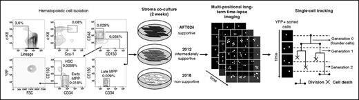 Figure 1. Long-term single-cell quantification of HSC/MPP behavior in complex stroma cocultures for up to 2 weeks. HSCs, early and late MPPs were isolated from B6J;129-Tg(CAG-EYFP)7AC5Nagy/J mice ubiquitously expressing YFP and cocultured with stroma lines differentially supporting HSC maintenance. Cells were observed for a maximum of 3 generations for up to 2 weeks. FSC, forward scatter.