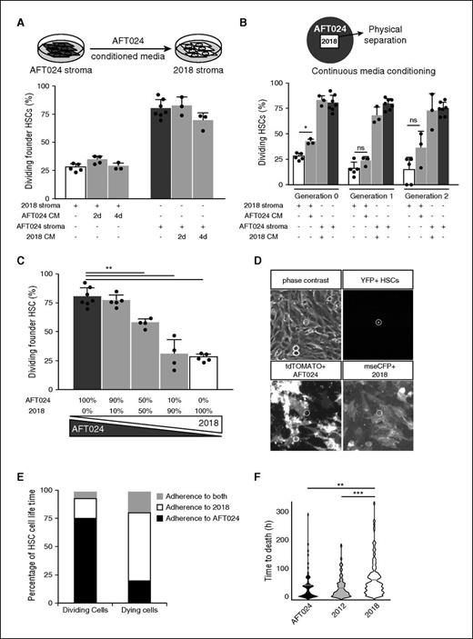 Figure 3. Direct contact is required for HSC survival/proliferation on AFT024 cocultures. (A) Schematic representation of the experimental procedure for the conditioned media exchange approach (top panel): irradiated AFT024 stroma was cultured on “Dexter-type” media for 2 or 4 days, before conditioned media were transferred to 2018 stroma (or vice versa). Percentage of dividing founder HSCs cultured on 2018 cells in the presence of AFT024 media conditioned for 2 days (n = 4 independent experiments, 168 trees) or 4 days (n = 3 independent experiments, 162 trees) are compared with the 2018 control (no media exchange, white bar). In addition, the respective percentage of dividing HSCs cultured on AFT024 stroma with 2018-conditioned media for 2 days (n = 3 independent experiments, 149 trees) and 4 days (n = 3 independent experiments, 175 trees) is compared with the AFT024 control (dark gray bar). (B) Schematic representation of the experimental procedure for continuous media conditioning (top panel): AFT024 stroma surrounding a physically separated (silicon insert) island of 2018 cells (or vice versa). Area covered by the surrounding stroma is ∼8 times larger. HSCs were exclusively cultured in contact with the inner stroma compartment, but exposed to media mainly conditioned by the outer stroma (∼6 times more cells). Generation-based analysis of dividing HSCs cultured on 2018 stroma while exposed to AFT024 conditioned media (n = 3 independent experiments, 194 trees) or vice versa (n = 3 independent experiments, 141 trees). White and dark gray bars represent control conditions. (C) Quantification of HSC divisional rates after culture on different ratios of AFT024 and 2018 stroma: 100% to 0% (AFT024 control, dark gray bar), 90% to 10% (n = 5 independent experiments, 180 trees), 50% to 50% (n = 4 independent experiments, 122 trees), 10% to 90% (n = 4 independent experiments, 120 trees), and 0% to 100% (2018 control, white bar) respectively. (D) Snapshots from time-lapse imaging experiment showing the different channels acquired. Stroma cells were differentially transduced with lentiviral vectors expressing distinct fluorescent proteins fused with the c-HA-Ras farnesylation signal domain for membrane anchoring allowing visualization of the entire cell volume (including cell protrusions). (E) Bar chart representing the percentage of cell lifetime, for which dividing (left panel) or dying HSCs (right panel) were adherent to AFT024 (black bar), 2018 (white bar), or both stroma (gray bar) (n = 3 independent experiments, 47 trees). (F) Violin plots depicting cell lifetime of dying founder HSCs cultured on AFT024 (n = 7 independent experiments, 49 trees), 2018 (n = 5 independent experiments, 184 trees), or 2012 stroma (n = 3 independent experiments, 75 trees). Black lines represent the median. Data were compared using the rank-based nonparametric Kruskal-Wallis test with Dunn post-hoc test. CM, conditioned media; mseCFP, monomeric super enhanced cyan fluorescent protein; ns, nonsignificant; tdTOMATO, tandem dimer Tomato.
