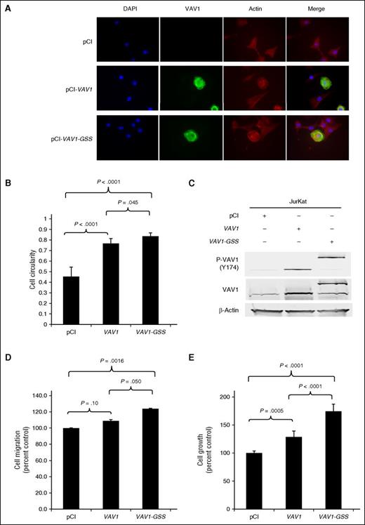 Figure 3. VAV1-GSS fusion drives cytoskeletal reorganization, migration, and proliferation. (A) VAV1-GSS fusion promotes cytoskeletal reorganization and (B) increased cell circularity in adherent NIH-3T3 cells. A circularity value of 1 indicates a perfect circle. (C) The VAV1-GSS fusion protein is phosphorylated at VAV1 Y174 in Jurkat cells. In Jurkat, VAV1-GSS drives cell (D) migration and (E) growth relative to both wild-type VAV1 and an empty vector control.