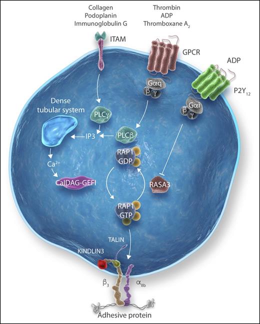 Regulation of Rap1 activation by CalDAG-GEFI and RASA3. Agonists binding to GPCRs of the Gq type or to ITAM-coupled receptors activate the PLC β or γ isoform to form IP3, which releases Ca2+ from stores. Ca2+ causes rapid CalDAG-GEFI–dependent Rap1 activation, which, through the cooperation of talin and kindlin-3, promotes the binding of adhesive proteins to αIIbβ3, enabling platelet aggregation. The process is regulated by RASA3, which hydrolyzes Rap1-GTP to inactive Rap-GDP. P2Y12, the GPCR of the Gi type that binds ADP, inactivates RASA3, allowing sustained Rap1 signaling and full platelet aggregation. Professional illustration created by Somersault18:24.