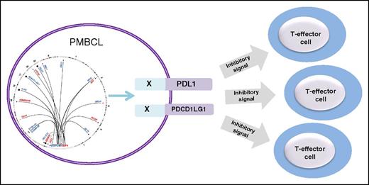 A complex landscape of structural rearrangements involving the PDL locus revealed by capture sequencing results in alteration of the tumor immune environment in PMBCL.