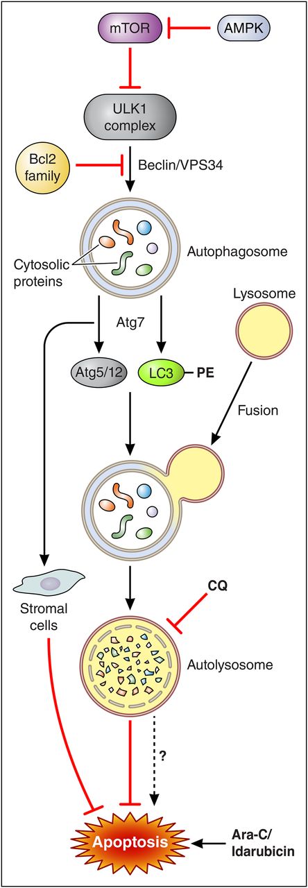 A model of the role of Atg7 in the regulation of autophagy and apoptosis in AML cells. Initiation of autophagy is regulated by the AMPK/mTOR axis and activation of the ULK1 (UNC-51-like kinase 1) complex and release of the Beclin1-VPS-34 complex from Bcl-2 family members. This allows sequestration of cytosolic proteins into a maturing autophagosome, which is mediated in part by the actions of the E1-like enzyme Atg7, which acts through 2 pathways: conjugation of Atg5 and Atg12 and addition of phosphatidylethanolamine (PE) moieties to LC3. These events are critical for autophagosome elongation and set the stage for lysosomal fusion to form the autolysosome, leading to digestion of cellular contents. Blocking the latter events (eg, by knocking down Atg7) disrupts autophagy and significantly attenuates the cytoprotective actions of this process in AML cells exposed to genotoxic agents such as Ara-C and idarubicin. Atg7 knockdown also acts indirectly by inhibiting stromal cell cytoprotective actions toward AML cells. In this way, Atg7 knockdown can recapitulate the actions of agents such as CQ which disrupt autophagy at a distal point (eg, lysosome acidification). Note that despite its presumed cytoprotective actions, autophagy may under some circumstances promote apoptosis (hatched arrow, bottom), arguing that interfering with this process can potentially act as a double-edged sword. Professional illustration by Patrick Lane, ScEYEnce Studios.