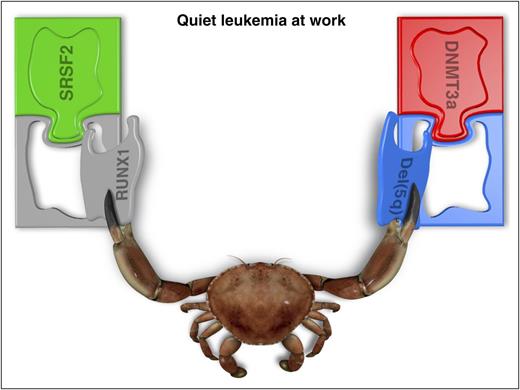 MDS, like many other leukemias, is the phenotypic end product of an ordered genetic process occurring in a very specific way in different individuals. Understanding why initiating events are being selected and how they shape the genetic and phenotypic course of the disease is one of the major challenges in leukemia pathogenesis. Professional illustration by Somersault18:24.