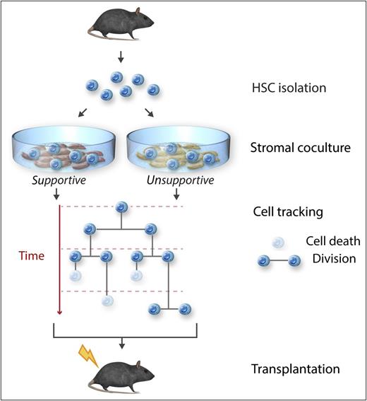 Experimental approach for the analysis of the behavior over time of individual primary murine HSCs using sophisticated methods to track all cell-death and cell-division events. HSCs were cocultured with stromal cell lines that differ in their ability to maintain long-term HSC function to identify molecules that mediate that stromal support. Professional illustration by Somersault18:24.