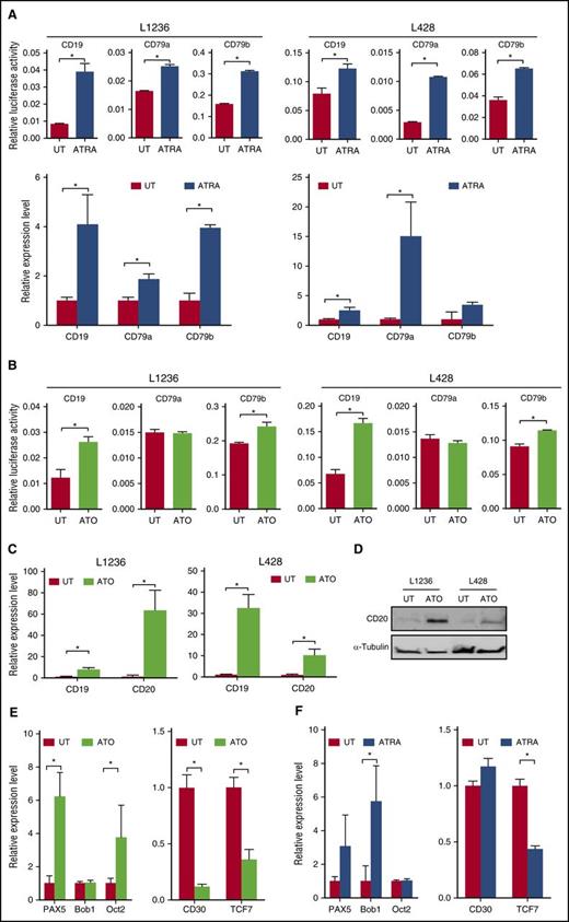Figure 4. Reconstitution of B-cell–specific gene expression by ATRA/ATO in cHL cell lines. (A) Stimulation of CD19, CD79a, and CD79b transcription by ATRA in L1236 (left) and L428 (right) cell lines detected by firefly luciferase reporter activity (top) and RQ-PCR (bottom). The luciferase signal was normalized to the cell number measured via calcein-generated fluorescence. Cells were treated with ATRA at 10 μM for 48 hours or left untreated (UT). (B) As in panel A, but treated with ATO at 10 μM for 48 hours. (C) CD19 and CD20 transcript levels in response to ATO in L1236 (left) and L428 (right) cell lines (as in panel B), detected by RQ-PCR. (D) Immunoblot analysis of CD20 protein expression in cHL cell lines as in panel B. α-Tubulin serves as a loading control. (E) Expression of B-cell–related transcription factor transcripts (left) and Hodgkin-typical transcripts (right) after ATO treatment in L1236 cells (as in panel B). (F) Expression of transcripts in L1236 cells as in E, but in response to ATRA (10 µM for 48 hours). Data are presented as mean ± SD; *P < .05.