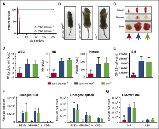Figure 1. Vav1-cre–induced homozygous Mof loss leads to lethal hematopoietic failure in mouse pups. (A) Survival curve of Vav1-cre;Moff/f and Vav1-cre;Moff/+ mice represented as days after birth (x-axis). (B) Representative photographs of 9-day-old Vav1-cre;Moff/f, Vav1-cre;Moff/+, and Moff/f pups. (C) Representative photographs of spleen, thymus, and liver of 9-day-old Vav1-cre;Moff/f, Vav1-cre;Moff/+, and Moff/f pups. Colors of arrows correlate to mouse genotype (Vav1-cre-Moff/f, orange; Vav1-cre-Moff/+, mustard green; Moff/f, blue). (D) White blood cell (WBC) count, hemoglobin (Hb), and platelet count at time of euthanasia (at 8-9 days of age). (E) BM cell count after CD45.2 selection. (F) Bar graphs representing the total number of mature B cells (B220+), myeloid cells (GR1+/MAC1+), and T cells (CD3+) in BM (harvested from femurs, pelvic bones, tibias, and spine) and spleen as measured by FACS. (G) Bar graph representing the total number of MP and LSK cells in BM as measured by FACS. Error bars represent standard deviation (SD) of the mean. Significance is shown for comparing Vav1-cre;Moff/f and Vav1-cre;Moff/+ to Moff/f. *P < .05; **P < .01.