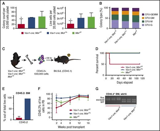 Figure 2. Vav1-cre-Moff/f P9 hematopoietic bone marrow cells are functionally impaired. (A) Day 10 of CFU assay of fresh, CD45.2+ Vav1-cre;Moff/f, Vav1-cre;Moff/+, and Moff/f P9 BM cells. Bar graphs indicate mean number of colonies after 10 days (left) and number of live cells (right) per plating. In all, 20 000 cells were plated per dish. Data are representative of 3 individual experiments with multiple donor mice per experiment. (B) Mean percentage of the various colony types relative to all colonies counted per dish per genotype. (C) Schematic for transplant experiment with CD45.2+ Vav1-cre;Moff/f, Vav1-cre;Moff/+, and Moff/f P9 BM cells. B6.SJL recipient mice were injected with BM cells shortly after lethal irradiation (2 × 5 Gy). The experiment was repeated 3 times with multiple donor mice per genotype per experiment. (D) Survival curve of recipient mice. Mice were all euthanized 16 weeks (wks) posttransplant. Vav1-cre;Moff/f, n = 4; Vav1-cre;Moff/+, n = 8; Moff/f, n = 9. (E) Bar graph illustrating the percentage of donor cells (CD45.2+) present in recipient BM comparing the Vav1-cre;Moff/f recipient mice (for which proper engraftment failed) to a properly engrafted Vav1-cre;Moff/+ recipient mouse. (F) Percent of CD45.2 live cells in PB over the time-course of the transplant experiments. (G) PCR analysis illustrating Mof excision in CD45.2+ BM cells at time of euthanasia. A representative image is shown. Error bars represent SD of mean. Significance is shown for comparing Vav1-cre;Moff/f and Vav1-cre;Moff/+ to Moff/f. *P < .05. CFU-GEMM, CFU–granulocyte, erythroid, macrophage, megakaryocyte; CFU-GM, CFU–granulocyte, macrophage; CFU-M, CFU-macrophage; CFU-G, CFU-granulocyte; BFU-E, burst forming unit-erythroid.