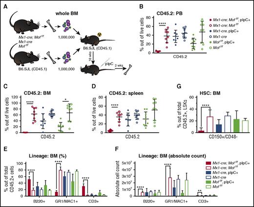 Figure 3. Mx1-cre induced homozygous Mof loss in adult mice results in dramatic hematopoietic failure. (A) Schematic for competitive transplant experiment with whole BM cells derived from adult Mx1-cre;Moff/f, Mx1-cre, and Moff/f mice and BM cells from a B6.SJL mouse. B6.SJL recipient mice were injected with fresh BM cells shortly after lethal irradiation. After 16 weeks, half the mice per genotype were injected with pIpC and 2 weeks after the fifth dose of pIpC, mice were euthanized and processed. The experiment was performed with 2 donors per genotype and 16 to 18 recipients per group. (B) Percent of CD45.2 live cells in PB of mice at time of euthanasia after pIpC treatment. Each dot represents a single mouse in the experiment. (C) Percent of CD45.2 live cells in BM of mice at time of euthansia after pIpC treatment. (D) Percent of CD45.2 live cells in spleen of mice at time of euthanasia after pIpC treatment. (E) Percentages of mature B cells (B220+), myeloid cells (GR1+/MAC1+), and T cells (CD3+) in live CD45.2+ BM cells as measured by FACS at time of euthanasia. (F) The total number of CD45.2+ mature B cells, myeloid cells, and T cells as measured by FACS at time of euthanasia. (G) Percentages of long-term HSCs (CD150+/CD48–) within the live CD45.2+ LSK BM population as measured by FACS at time of euthanasia. *P = .0006; **P = .0001; ****P < .000006. Error bars represent SD of mean.