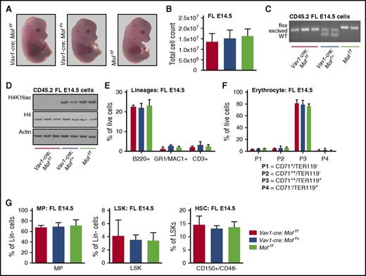 Figure 4. Vav1-cre–induced homozygous Mof loss does not affect fetal hematopoiesis at E14.5. (A) Representative photographs of Vav1-cre;Moff/f, Vav1-cre;Moff/+, and Moff/f embryos at E14.5. (B) Total live FL cell count. (C) PCR analysis illustrating Mof excision in fresh CD45.2+ FL cells. A representative image is shown. (D) Western blot showing global H4K16ac, H4, and actin in fresh CD45.2+ FL cells. (E) Percentages of mature B cells (B220+), myeloid cells (GR1+), and T cells (CD3+) in live FL cells as measured by FACS. (F) Percentages of cells at various stages of differentiation within the erythroid lineage in live FL cells as measured by FACS. (G) Percentages of MPs and LSKs in live, Lin– FL cells, and HSCs (CD150+/CD48–) as a percentage of LSKs, all measured by FACS. Error bars represent SD of mean.