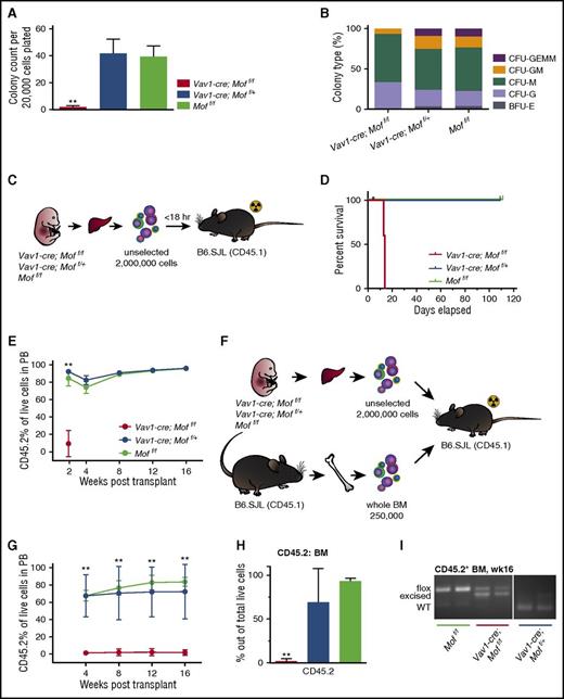Figure 5. Vav1-cre;Moff/f hematopoietic E14.5 fetal liver cells are functionally impaired. (A) Day 10 of CFU assay of fresh FL cells derived from E14.5 Vav1-cre;Moff/f, Vav1-cre;Moff/+, and Moff/f embryos. Bar graph indicates mean number of colonies per dish after 10 days. In all, 20 000 cells were plated per dish. Data are representative of 3 individual experiments with multiple embryos per experiment. (B) Shown is the mean percentage of the various colony types relative to all colonies counted per dish per genotype. (C) Schematic for transplant experiment with FL cells derived from E14.5 Vav1-cre;Moff/f, Vav1-cre;Moff/+, and Moff/f embryos. B6.SJL recipient mice were injected with FL cells shortly after lethal irradiation (2 × 5 Gy). The experiment was repeated 2 times with multiple donor embryos per genotype per experiment. (D) Survival curve of recipient mice. All mice were euthanized 16 weeks posttransplant. Vav1-cre;Moff/f, n = 6; Vav1-cre;Moff/+, n = 6; Moff/f, n = 7. (E) Percent of CD45.2 live cells in PB over the time-course of the transplant experiments. (F) Schematic for transplant experiment with FL cells derived from E14.5 Vav1-cre;Moff/f, Vav1-cre;Moff/+, and Moff/f embryos and 250 000 whole BM helper cells. B6.SJL recipient mice were injected with cells shortly after lethal irradiation. The experiment was repeated 2 times with multiple donor embryos per genotype per experiment. (G) Percent of CD45.2 live cells in the PB over the time-course of the transplant experiments. Vav1-cre;Moff/f, n = 6; Vav1-cre;Moff/+, n = 5; Moff/f, n = 5. (H) Percent of CD45.2 live cells in BM of recipient mice at week 16. (I) PCR analysis illustrating Mof excision in CD45.2+ BM cells at time of euthanasia. A representative image is shown. Error bars represent SD of mean. Significance is shown for comparing Vav1-cre;Moff/f and Vav1-cre;Moff/+ to Moff/f. **P < .01.