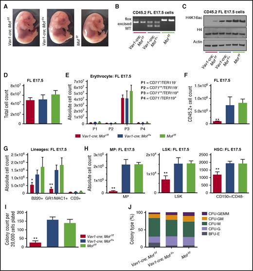 Figure 6. Mof-deficient embryos start manifesting hematopoietic defects at E17.5. (A) Representative photographs of Vav1-cre;Moff/f, Vav1-cre;Moff/+, and Moff/f embryos at E17.5. (B) PCR analysis illustrating Mof excision in fresh CD45.2+ FL cells. A representative image is shown. (C) Western blot showing global H4K16ac, H4, and actin in fresh CD45.2+ FL cells. (D) Total live FL cell count. (E) The absolute number of cells at various stages of differentiation within the erythroid lineage in E17.5 FLs as measured by FACS. (F) Total number of live CD45.2+ FL cells. (G) The absolute number of mature B cells (B220+), myeloid cells (GR1+), and T cells (CD3+) in E17.5 FL cells as measured by FACS. (H) The absolute number of MPs, LSKs, and HSCs (CD150+/CD48–) as measured by FACS. (I) Day 10 of CFU assay of fresh FL cells derived from E17.5 Vav1-cre;Moff/f, Vav1-cre;Moff/+, and Moff/f embryos. Bar graph indicates mean number of colonies per dish after 10 days. In all, 20 000 cells were plated per dish. Each groups contains 3 biological replicates. (J) Shown is the mean percentage of the various colony types relative to all colonies counted per dish per genotype. Error bars represent SD of mean. Significance is shown for comparing Vav1-cre;Moff/f and Vav1-cre;Moff/+ to Moff/f. *P < .05; **P < .01.