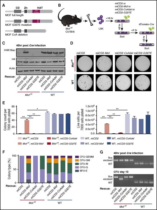 Figure 7. MOF histone acetyltransferase activity is required for adult hematopoietic cell survival. (A) Schematic of full-length MOF, CoA-binding domain deleted MOF, or G327E mutant MOF. (B) Schematic for in vitro rescue experiment. BM LSKs derived from 4 Moff/f or 4 WT mice were pooled by genotype and retrovirally transduced with full-length Mof (miCD2-Mof), a Mof mutant (miCD2-CoAdel or miCD2-G327E), or empty vector (miCD2), and hCD2+ cells were sorted after 48 hours. These cells were then infected with dTomato-Cre, sorted another 48 hours (hr) later and used for CFU assays. (C) Western blot showing global H4K16ac, H4, and actin in Moff/f and WT miCD2, miCD2-Mof, miCD2-Mof-CoAdel and miCD2-Mof-G327E cells at 48 hours after Cre transduction. (D) Day 10 of CFU assay. In all, 7000 cells were plated per dish. Representative petri dishes are shown. (E) Day 10 of CFU assay. Bar graph indicates mean number of colonies per dish after 10 days (left) or mean number of live cells (right) per dish. Data are representative of 2 individual experiments. (F) Mean percentage of the various colony types relative to all colonies counted per dish per genotype. (G) PCR analysis illustrating Mof excision in hCD2+, dTomato+ LSKs 48 hours after Cre infection and at day 10 of the colony-forming assay. A representative image is shown.