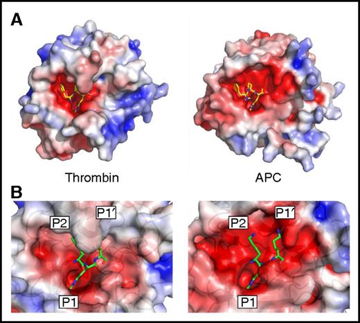 Figure 1. Active site properties of thrombin and APC. (A) Electrostatic surface representations of human thrombin (1PPB42) and human APC (from 1AUT44), with the small molecule inhibitor PPACK bound into the active site cleft (sticks). (B) Zoomed-in view of the active sites of human thrombin (3B9F34) and APC (from 1AUT), with modeled KRK sequence corresponding to the P2, P1, and P1′ positions found in the crystal structure of the PCI-thrombin complex.34