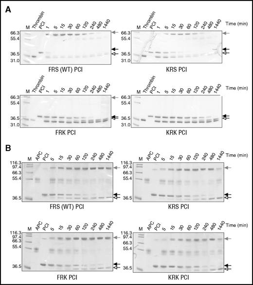 Figure 2. Inhibition of thrombin and APC by PCI variants. Nonreducing SDS-PAGE of the reactions of (A) human plasma thrombin and (B) APC with PCI variants (FRS is wt, KRS is P2 Lys, FRK is P1′ Lys, and KRK is the combined P2 and P1′ Lys variant). Native serpin is indicated by a solid arrow, cleaved serpin by an open arrow, and the covalent serpin:protease complex by a shaded arrow. In each gel, lane 1 (M) is molecular weight markers, lane 2 is the protease alone, lane 3 is serpin alone, and the other lanes are the reactions of serpin and protease at the indicated times.