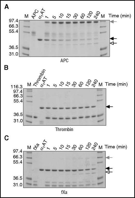Figure 3. Inhibition of proteases by KRK α1AT. SDS-PAGE of the reactions of (A) APC, (B) thrombin, and (C) fXa with KRK α1AT. Native serpin is indicated by a solid arrow, cleaved serpin by an open arrow, and the covalent serpin:protease complex by a shaded arrow. (A) and (B) are run under nonreducing conditions, and (C) is run under reducing conditions. In each gel, lane M shows molecular weight markers, lane 2 is the protease alone, lane 3 is KRK α1AT alone, and the other lanes are the reactions at the indicated times.