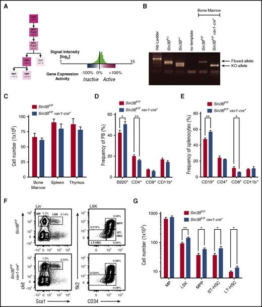 Figure 1. HSPCs accumulate in Sin3BCKO mice. (A) Expression pattern of Sin3B obtained from Gene Expression Commons using the Transcriptome Analysis Identifies Regulators of Hematopoietic Stem and Progenitor Cells Model. Numbers indicate the percentage “activity level” based on the dynamic range of microarray probes as described in Seita et al.21 (B) Polymerase chain reaction analysis of genomic DNA isolated from bone marrow mononuclear cells of indicated genotypes. (C) Quantification of the number of cells present in the indicated organs of control and Sin3BCKO animals; n = 6. (D) Frequency of indicated cell populations in the peripheral blood of animals; n = 6. (E) Frequency of indicated cell populations in the spleen of animals; n = 6. (F) Representative FACS plot for various HSPC populations. Mean frequency of indicated cell populations are indicated; n = 6. P < .05 for lin- sca1+ ckit+ (LSK), ST-HSC, and LT-HSC. (G) Quantification of the cell number of indicated HSPC populations; n = 6. Data are represented as mean ± standard error of the mean (SEM). *P < .05; **P < .01. BM, bone marrow; CLP, common lymphoid progenitor; CMP, common myeloid progenitor; GMP, granulocyte-macrophage progenitor; LP, lineage positive; MEP, megakaryocyte-erythroid progenitor; MP, myeloerythoid progenitor; MPP, multipotent progenitor.
