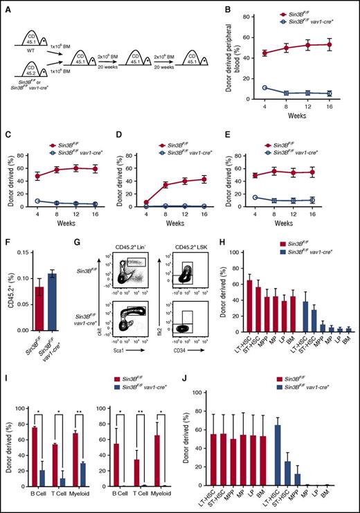 Figure 2. Sin3B is required for the competitive repopulation capacity of HSCs. (A) Schematic for serial competitive repopulation assay. Test CD45.2 bone marrow (control or Sin3BCKO) was competed at a 1:1 ratio against wild-type CD45.1 bone marrow and injected intravenously into a lethally irradiated (12 Gy) host. Recipient animals were euthanized after 20 weeks for analysis, and 2 × 106 bone marrow cells were serially transplanted into secondary recipients. Secondary recipients were euthanized after 20 weeks and 2 × 106 bone marrow cells were serially transplanted into tertiary recipients. (B) Quantification of donor-derived (CD45.2) cells in the peripheral blood of recipient animals at indicated time points; n = 8. Quantification of donor-derived (CD45.2) cells of B (B220+) cells (C), T (CD4+ or CD8+) cells (D), and myeloid (CD11b+) cells (E) in the peripheral blood of recipient animals; n = 8. (F) Percent of CD45.2 cells in the bone marrow 16 hours after injection of 2 × 106 lineage depleted bone marrow cells into irradiated CD45.1 mice; n = 5. (G) Representative FACS plot of donor-derived (CD45.2) HSPC populations. (H) Donor contribution of indicated cell populations in the bone marrow 20 weeks after transplantation of primary recipient animals. (I) Donor-derived B (B220+), T (CD4+ or CD8+), and myeloid (CD11b+) cells in the peripheral blood of secondary recipient (left) and tertiary recipient (right) animals; n = 4. (J) Donor contribution of indicated cell populations in the bone marrow 20 weeks after transplantation of tertiary recipient animals; n = 4. Data are represented as mean ± SEM. *P < .05; **P < .01.