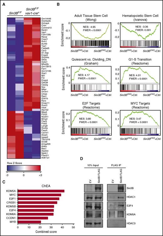 Figure 4. Sin3B-regulated transcriptional networks in HSCs. (A) Heat map depicting significantly dysregulated genes in Sin3BCKO HSCs compared with control (FDR <0.1; fold change >1.5). (B) GSEA of control and Sin3BCKO HSCs. FWER, family wise error rate; NES, normalized enrichment score. (C) ChEA of significantly dysregulated genes in Sin3BCKO HSCs. (D) FLAG immunoprecipitation (IP) was performed in HPC-7 cells infected with MSCV-IRES-GFP (EV) or MSCV-Sin3B FLAG-IRES-GFP (Sin3B FLAG). Representative immunoblot analysis is shown.