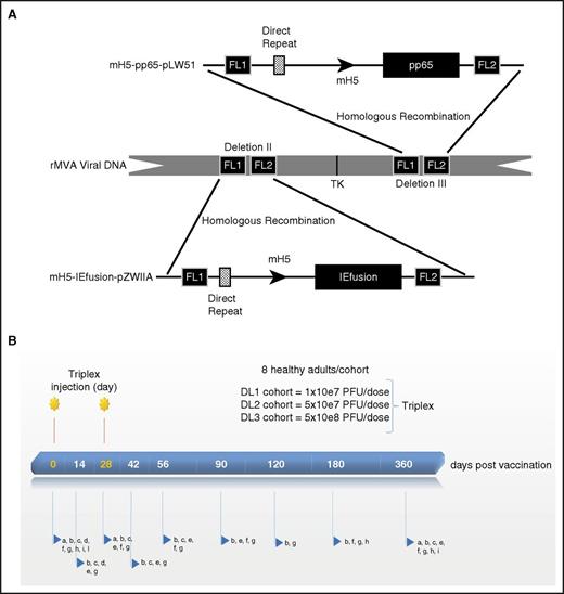 Figure 1. Triplex vaccine construct and vaccination regimen. (A) Vaccine characteristic: schematic representation of Triplex vaccine. Direct repeats have been previously described.34 FL1 and FL2 are flanking (FL) DNA of deletions II and III. Plasmid mH5-pp65-pLW51 and mH5-IEfusion-pZWIIA structures and the modified H5 promoter have been detailed elsewhere.13,34 TK, thymidine kinase gene of MVA.34 Arrows show direction of transcription. (B) Vaccination regimen: 2 injections of Triplex vaccine were administered at each DL as indicated. Postvaccination follow-up days are shown on the bar. Letters pointed by the blue arrows detail laboratory and immune evaluations, clinical and AE assessment. In detail, a, urine pregnancy test (female subjects); b, metabolic and hematologic panels; c, physical examination; d, electrocardiogram and troponin test; e, AE monitoring; f, MVA vector persistence measurements; g, immunological assays; h, CMV serology; I, HIV, hepatitis B and C tests; l, HLA typing at A and B loci. For b, f, g, h, i, and l, drawing blood was required.