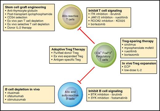 Figure 1. Mechanistic interventions for the prevention or treatment of chronic GVHD. Current and new approaches for the prevention or treatment of chronic GVHD primarily target alloreactive donor T cells, allo- and autoreactive B cells, or CD4+FoxP3+ regulatory T cells. As advances in our understanding of the role of each of these cell types in the development of chronic GVHD has advanced in recent years, it is now possible to develop and select for clinical testing a variety of therapeutic interventions that focus on specific mechanistic pathways. Professional illustration by Patrick Lane, ScEYEnce Studios.